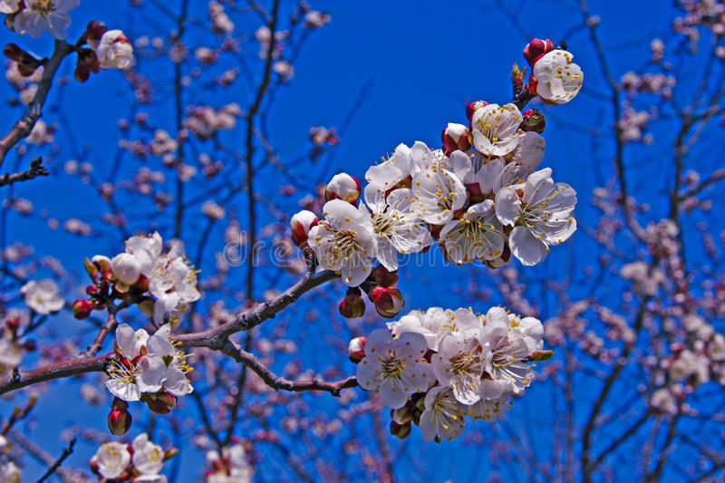 Lentebloemen